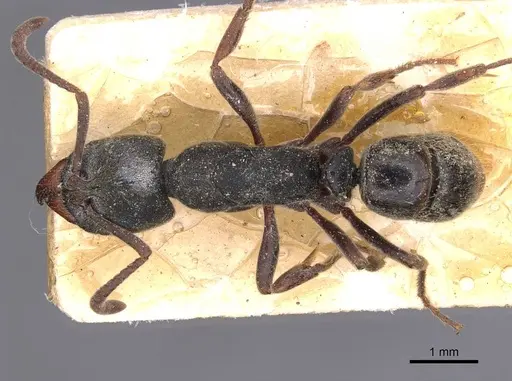 Ectomomyrmex javanus specimen CASENT0907270 image casent0907270_1