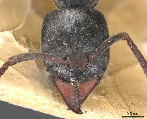 Ectomomyrmex javanus specimen CASENT0907270 image casent0907270_2