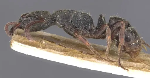 Ectomomyrmex javanus specimen CASENT0907270 image casent0907270_3