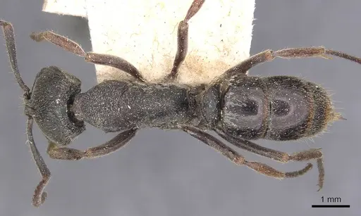 Ectomomyrmex javanus specimen CASENT0907271 image casent0907271_1