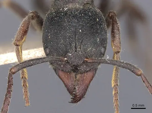 Ectomomyrmex javanus specimen CASENT0907271 image casent0907271_2