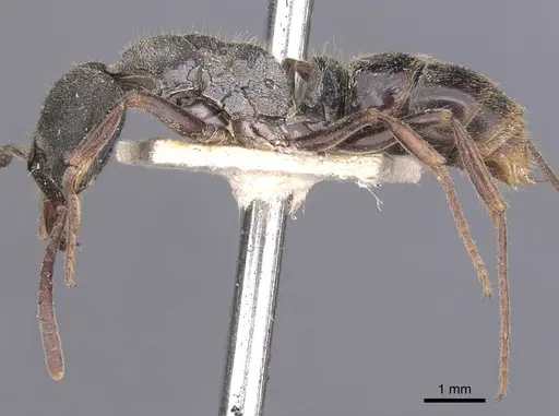 Ectomomyrmex javanus specimen CASENT0907271 image casent0907271_3