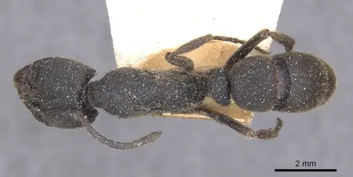 Ectomomyrmex javanus specimen CASENT0915263 image casent0915263_1