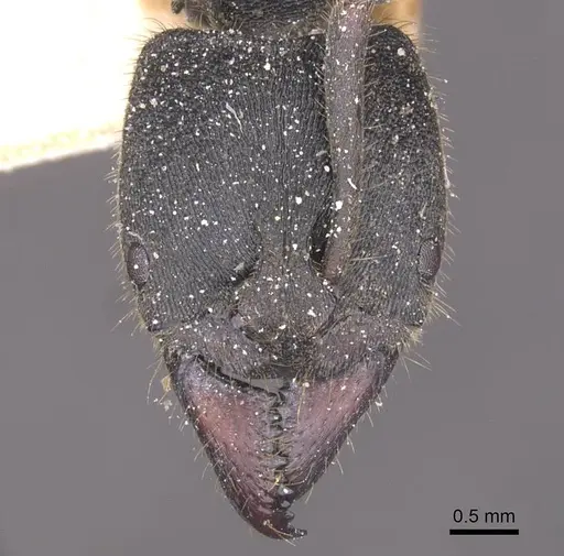 Ectomomyrmex javanus specimen CASENT0915263 image casent0915263_2