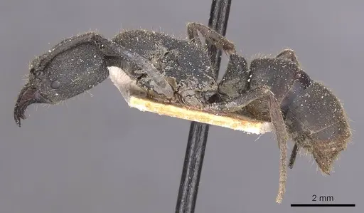 Ectomomyrmex javanus specimen CASENT0915263 image casent0915263_3