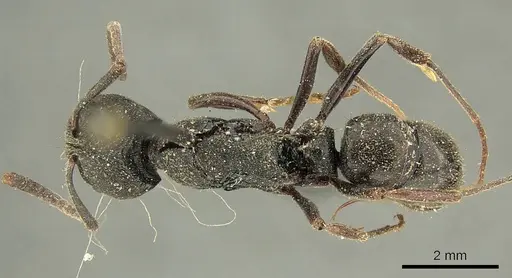 Ectomomyrmex javanus specimen CASENT0915666 image casent0915666_1