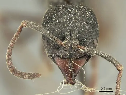 Ectomomyrmex javanus specimen CASENT0915666 image casent0915666_2