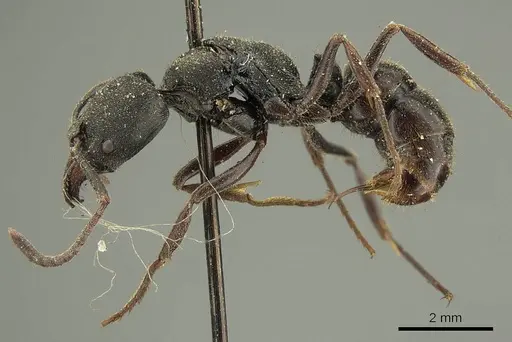 Ectomomyrmex javanus specimen CASENT0915666 image casent0915666_3