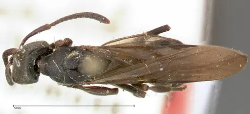 Ectomomyrmex javanus specimen FOCOL0365 image focol0365_1