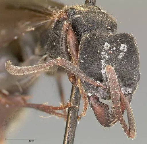 Ectomomyrmex javanus specimen FOCOL0365 image focol0365_2