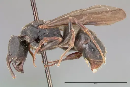 Ectomomyrmex javanus specimen FOCOL0365 image focol0365_3