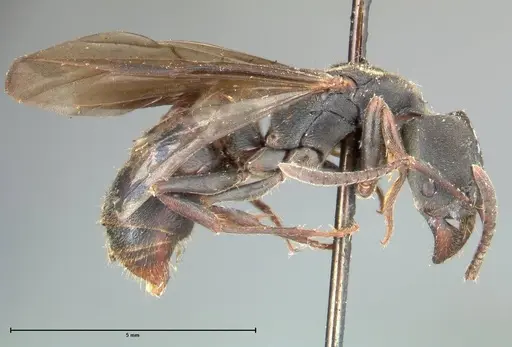 Ectomomyrmex javanus specimen FOCOL0365 image focol0365_4
