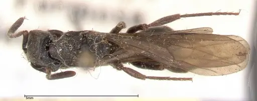 Ectomomyrmex javanus specimen FOCOL0366 image focol0366_1