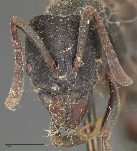 Ectomomyrmex javanus specimen FOCOL0366 image focol0366_2