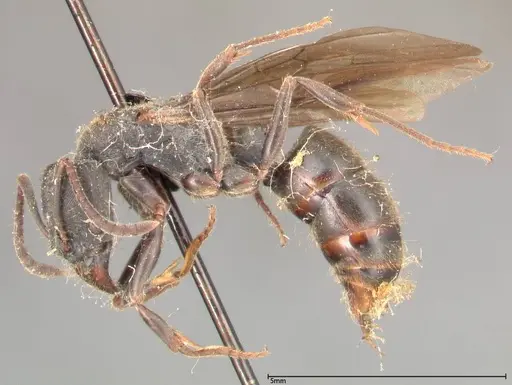 Ectomomyrmex javanus specimen FOCOL0366 image focol0366_3
