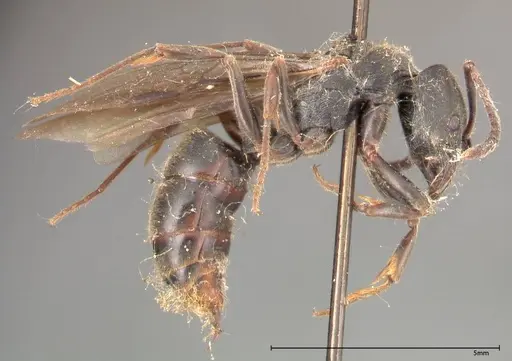 Ectomomyrmex javanus specimen FOCOL0366 image focol0366_4