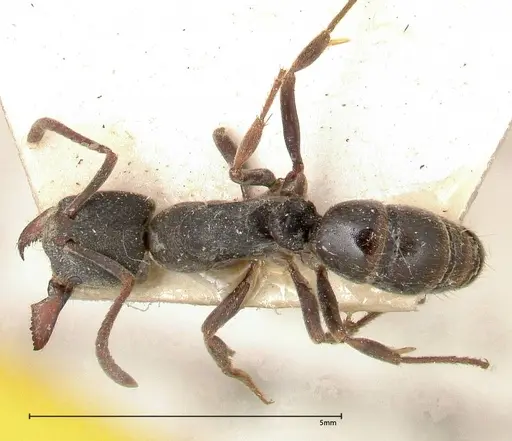 Ectomomyrmex javanus specimen FOCOL0367 image focol0367_1