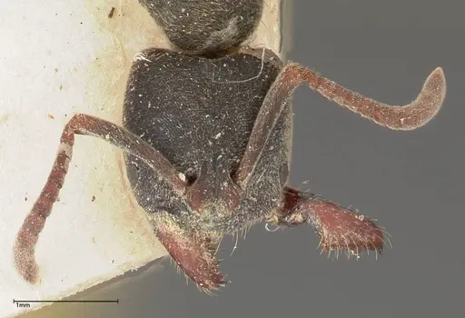 Ectomomyrmex javanus specimen FOCOL0367 image focol0367_2