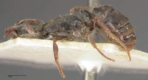 Ectomomyrmex javanus specimen FOCOL0367 image focol0367_3