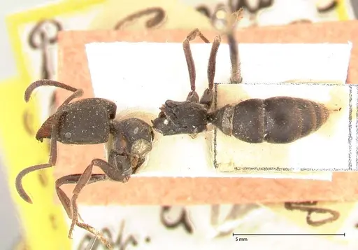 Ectomomyrmex javanus specimen FOCOL0583 image focol0583_1