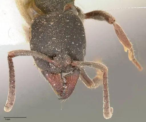 Ectomomyrmex javanus specimen FOCOL0583 image focol0583_2