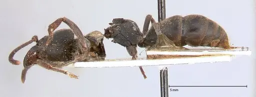 Ectomomyrmex javanus specimen FOCOL0583 image focol0583_3