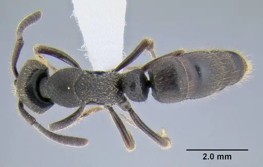 Ectomomyrmex leeuwenhoeki specimen CASENT0106306 image casent0106306_1