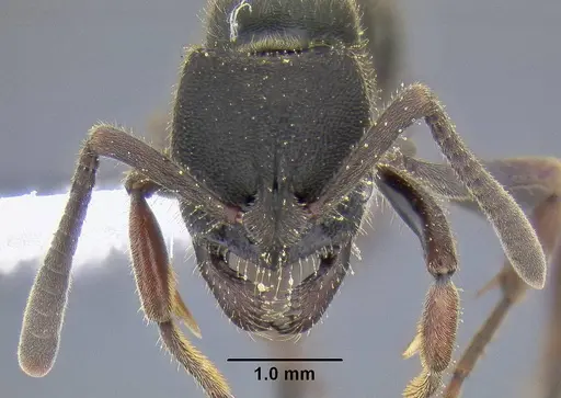 Ectomomyrmex leeuwenhoeki specimen CASENT0106306 image casent0106306_2