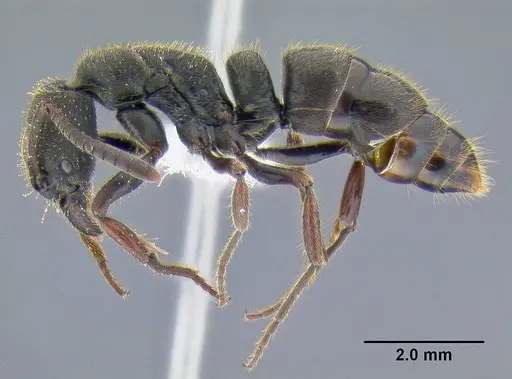 Ectomomyrmex leeuwenhoeki specimen CASENT0106306 image casent0106306_3