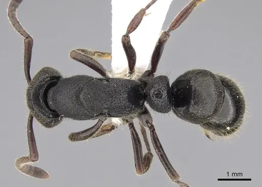 Ectomomyrmex leeuwenhoeki specimen CASENT0281893 image casent0281893_1