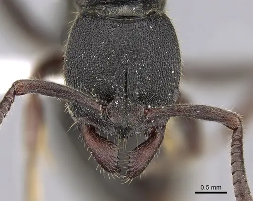 Ectomomyrmex leeuwenhoeki specimen CASENT0281893 image casent0281893_2