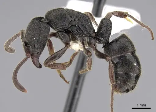 Ectomomyrmex leeuwenhoeki specimen CASENT0281893 image casent0281893_3