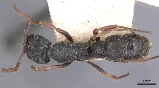 Ectomomyrmex leeuwenhoeki specimen CASENT0907272 image casent0907272_1