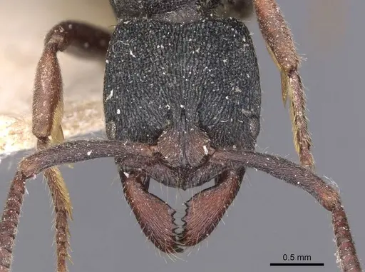 Ectomomyrmex leeuwenhoeki specimen CASENT0907272 image casent0907272_2