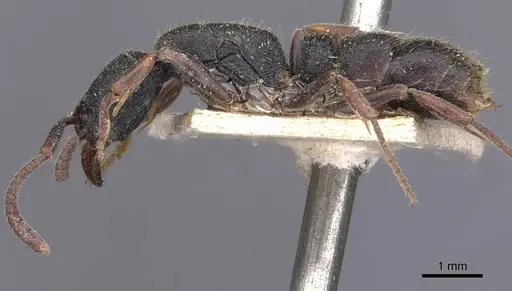 Ectomomyrmex leeuwenhoeki specimen CASENT0907272 image casent0907272_3