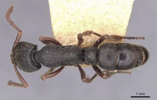 Ectomomyrmex leeuwenhoeki specimen CASENT0907273 image casent0907273_1