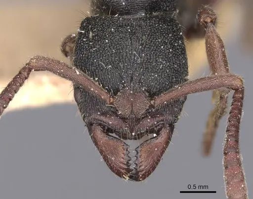 Ectomomyrmex leeuwenhoeki specimen CASENT0907273 image casent0907273_2