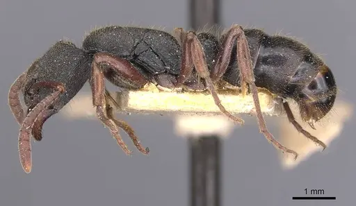 Ectomomyrmex leeuwenhoeki specimen CASENT0907273 image casent0907273_3