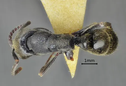 Ectomomyrmex lobocarenus specimen ANTWEB1060515 image antweb1060515_1