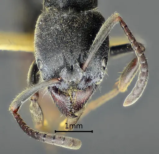 Ectomomyrmex lobocarenus specimen ANTWEB1060515 image antweb1060515_2