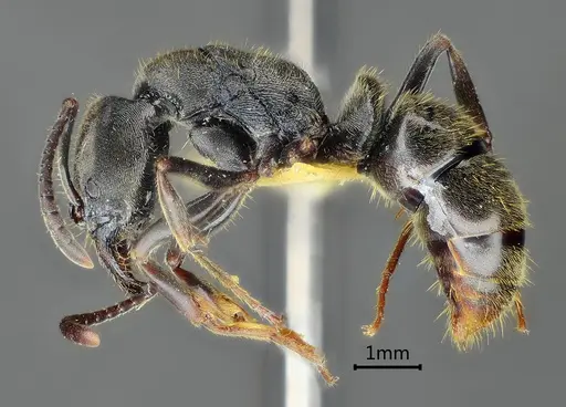 Ectomomyrmex lobocarenus specimen ANTWEB1060515 image antweb1060515_3