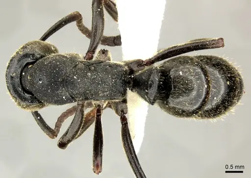 Ectomomyrmex lobocarenus specimen CASENT0235335 image casent0235335_1