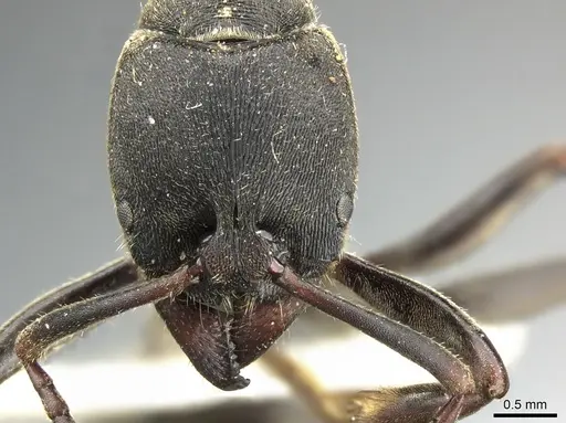 Ectomomyrmex lobocarenus specimen CASENT0235335 image casent0235335_2