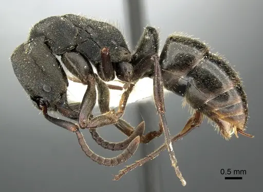 Ectomomyrmex lobocarenus specimen CASENT0235335 image casent0235335_3