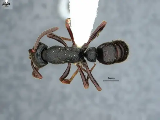 Ectomomyrmex modiglianii specimen CASENT0882102 image casent0882102_1