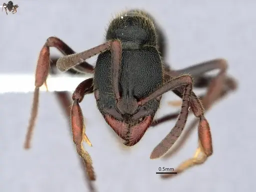 Ectomomyrmex modiglianii specimen CASENT0882102 image casent0882102_2