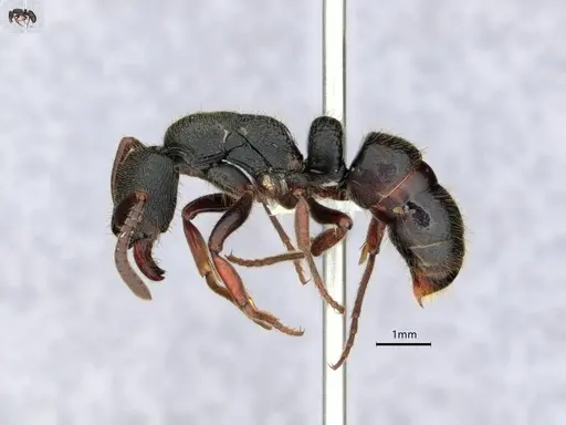 Ectomomyrmex modiglianii specimen CASENT0882102 image casent0882102_3