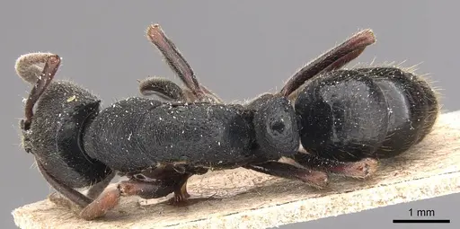 Ectomomyrmex modiglianii specimen CASENT0905739 image casent0905739_1