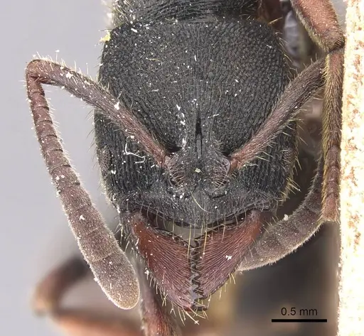 Ectomomyrmex modiglianii specimen CASENT0905739 image casent0905739_2