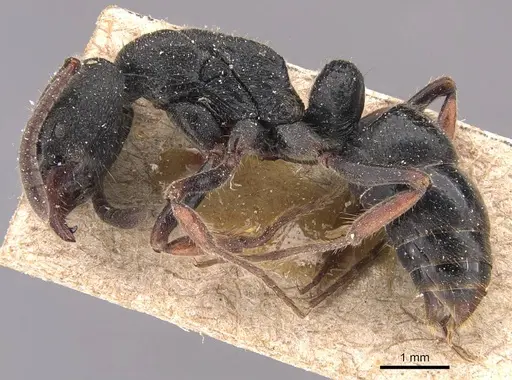 Ectomomyrmex modiglianii specimen CASENT0905739 image casent0905739_3